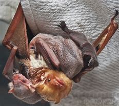Image result for Eastern Red Bat