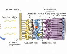 Image result for Ganglion Cells in Eye