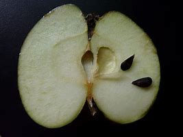 Image result for Pomme Noir