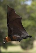Image result for Mega Bats Flying