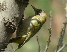Image result for Picus vaillantii