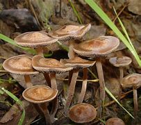 Image result for Panaeolus Mushrooms Psychedelic