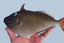 Image result for Sargassum Triggerfish