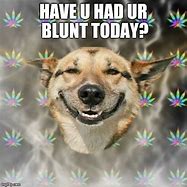 Image result for Stoner Dog Meme