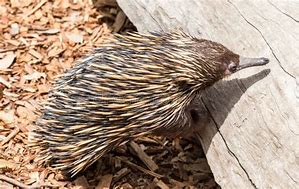 Image result for Echidna Spines
