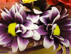 Image result for Beautiful Flowers Bundle