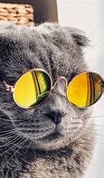 Image result for Cat with Hipster Glasses
