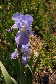Image result for Iris pallida dalmatica