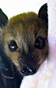 Image result for Cutest Baby Bat