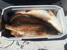 Image result for Cooler Full of Fish