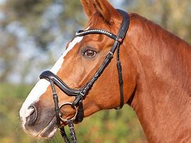 Image result for Horse English Snaffle Bridle