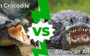 Image result for Difference Between American Crocodile and Alligator