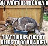 Image result for Dog Food Meme