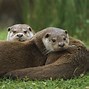 Image result for Otter Animal Wallpaper