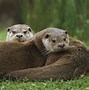 Image result for Otter Wallpaper for iPhone
