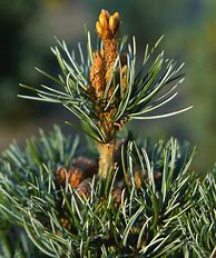 Image result for Pinus parviflora Bunty