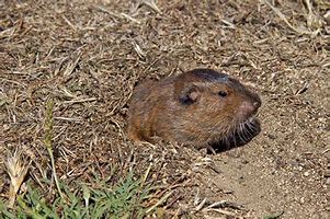 Image result for Gopher Cricket