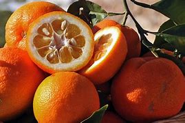 Image result for Seville Oranges