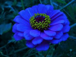 Image result for Home Depot Zinniasb6 Pack