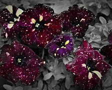 Image result for Mini Galaxy Flower