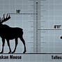 Image result for How Tall Is the Tallest Giraffe