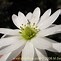 Image result for Anemone decapetala
