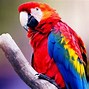 Image result for Colourful Birds Wallpaper