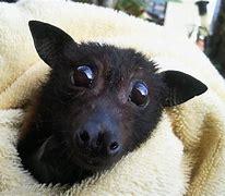 Image result for Baby Black Fruit Bat