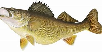 Image result for Walleye Fishing Decals
