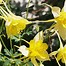 Image result for Aquilegia chrysantha Yellow Queen