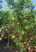Image result for Bottle of the Lemon Tree Moscato