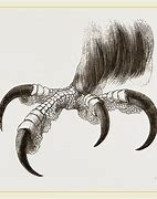 Image result for Bird Talons Drawing Reference