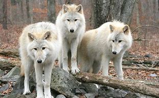 Image result for Timber Wolf Pictures