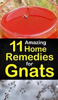Image result for Home Remedies for Getting Rid of Gnats