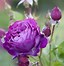 Image result for Pink Rose Varieties