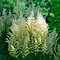 Image result for Astilbe arendsii Weisse Gloria