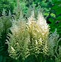 Image result for Astilbe Arendsii Weisse Gloria