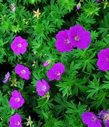 Image result for Geranium sanguineum New Hampshire Purple