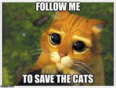 Image result for Rescue Adopted Cat Meme