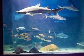 Image result for Shark in Fish Tank