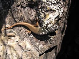 Image result for Beautiful Lizards