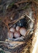 Image result for Wren Bird Nest