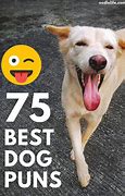 Image result for Dog Compliment Puns