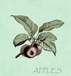 Image result for Apple Hanging On Tree Branch Images