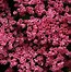 Image result for Pink Spring Flowers