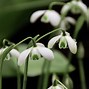 Image result for Galanthus Hippolyta