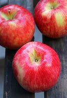 Image result for Cream Colored Apple