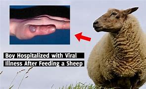 Image result for ORF Sheep Disease