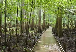 Image result for Columbia Forest