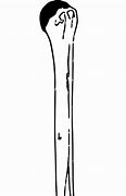 Image result for Cervical Vertebrae Labelled